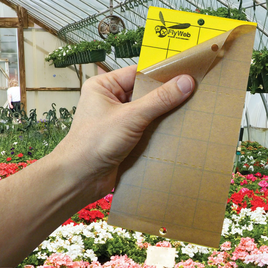 Universal Insect Monitor Cards Insect Glue Traps Gardner